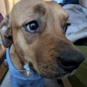 Profile photo of niranjan-ravichandra