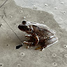 Profile photo of Droopstop