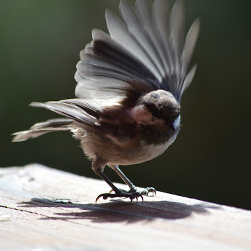 Profile photo of thomas-lewis